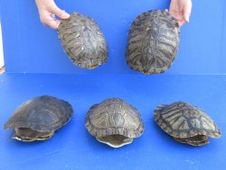7" to 8" Red Eared Slider Turtle Shells, 5pc lot - $75