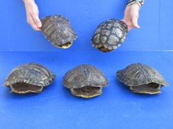 7" to 8" Red Eared Slider Turtle Shells, 5pc lot - $75