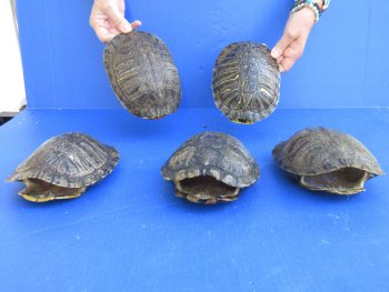 7" to 8" Red Eared Slider Turtle Shells, 5pc lot - $75