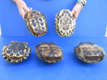7" to 8" Red Eared Slider Turtle Shells, 5pc lot - $75