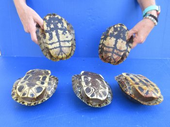 7" to 8" Red Eared Slider Turtle Shells, 5pc lot - $75