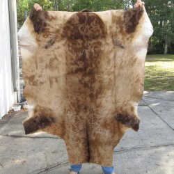 Red Hartebeest Skin Rug, Hide, 56" long and 46" wide for $120