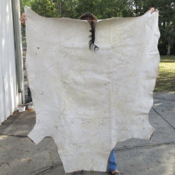 Red Hartebeest Skin Rug, Hide, 56" long and 46" wide for $120