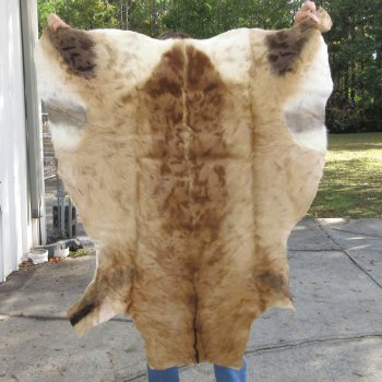 Red Hartebeest Skin Rug, Hide, 47" long and 46" wide for $120