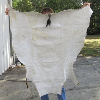 Red Hartebeest Skin Rug, Hide, 47" long and 46" wide for $120