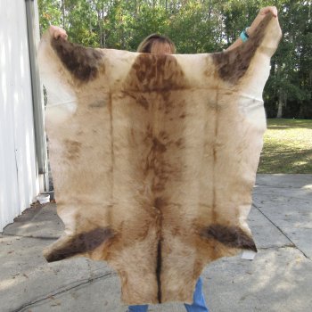 Red Hartebeest Skin Rug, Hide, 53" long and 45-1/2" wide for $120