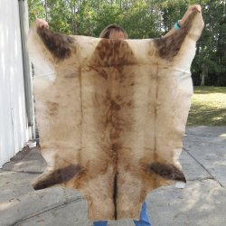 Red Hartebeest Skin Rug, Hide, 53" long and 45-1/2" wide for $120