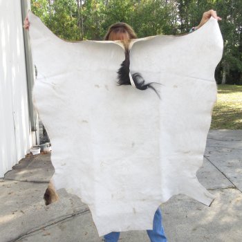 Red Hartebeest Skin Rug, Hide, 53" long and 45-1/2" wide for $120