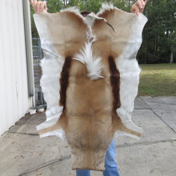 B-Grade Authentic African Springbok Skin 39-1/2x26 inches - $39