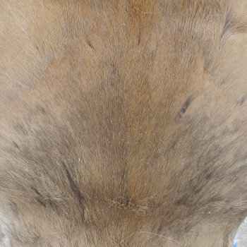 B-Grade Authentic African Springbok Skin 39-1/2x26 inches - $39