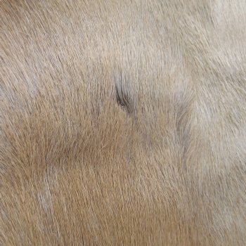 B-Grade Authentic African Springbok Skin 39-1/2x26 inches - $39