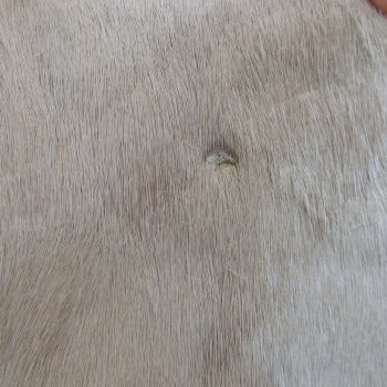 B-Grade Authentic African Springbok Skin 39-1/2x26 inches - $39