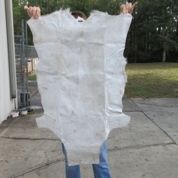 B-Grade Authentic African Springbok Skin 39-1/2x26 inches - $39