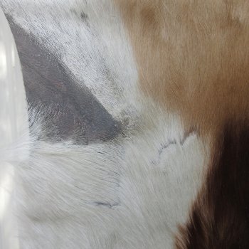 B-Grade Authentic African Springbok Skin 40x29 inches - $39