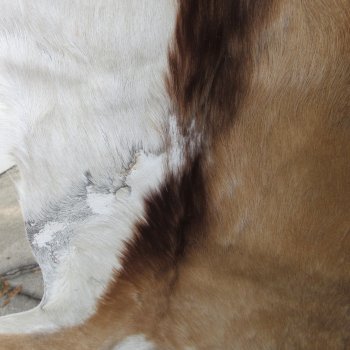B-Grade Authentic African Springbok Skin 40x29 inches - $39