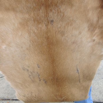 B-Grade Authentic African Springbok Skin 40x29 inches - $39