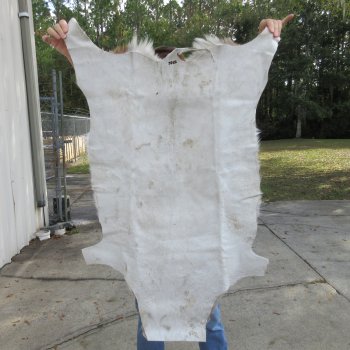 B-Grade Authentic African Springbok Skin 40x29 inches - $39