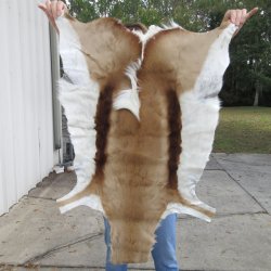 Authentic African Springbok Skin 37x26-1/4 inches - $57