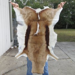 Authentic African Springbok Skin 37x27-1/2 inches - $57