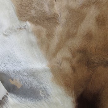 Authentic African Springbok Skin 37x27-1/2 inches - $57