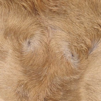 Authentic African Springbok Skin 37x27-1/2 inches - $57