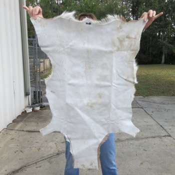 Authentic African Springbok Skin 37x27-1/2 inches - $57