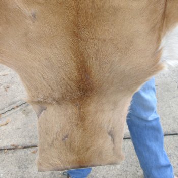 Authentic African Springbok Skin 36x28-1/4 inches - $57