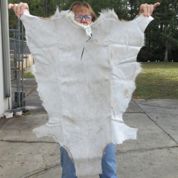 Authentic African Springbok Skin 36x28-1/4 inches - $57