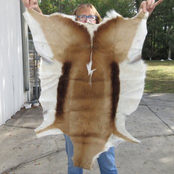 Authentic African Springbok Skin 36x26 inches - $57
