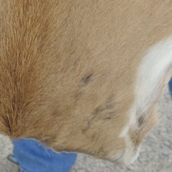 Authentic African Springbok Skin 36x26 inches - $57