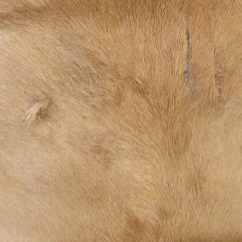 Authentic African Springbok Skin 36x26 inches - $57