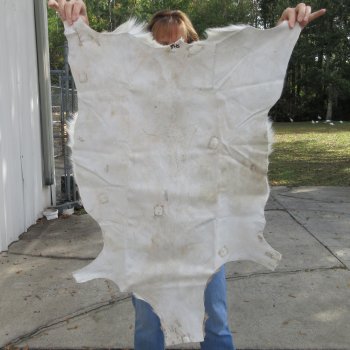 Authentic African Springbok Skin 36x26 inches - $57