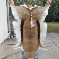 Authentic African Springbok Skin 34x25-1/4 inches - $57