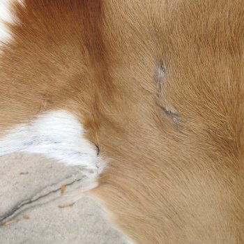 Authentic African Springbok Skin 37x23 inches - $57