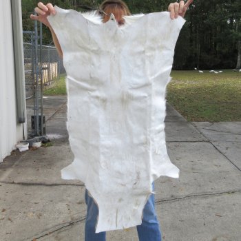 Authentic African Springbok Skin 37x23 inches - $57