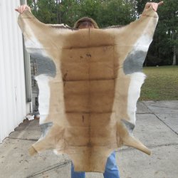 42L x 37W B-Grade African impala skin, hide - You are buying this one for $49.00