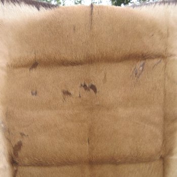 42L x 37W B-Grade African impala skin, hide - You are buying this one for $49.00
