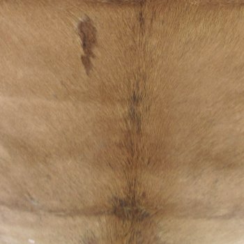 42L x 37W B-Grade African impala skin, hide - You are buying this one for $49.00