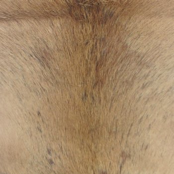 42L x 37W B-Grade African impala skin, hide - You are buying this one for $49.00