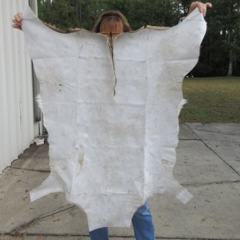 42L x 37W B-Grade African impala skin, hide - You are buying this one for $49.00