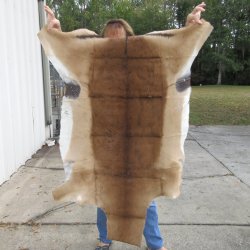 45L x 36-1/4W B-Grade African impala skin, hide - You are buying this one for $49.00