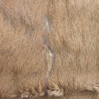 45L x 36-1/4W B-Grade African impala skin, hide - You are buying this one for $49.00