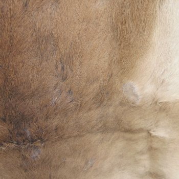 45L x 36-1/4W B-Grade African impala skin, hide - You are buying this one for $49.00