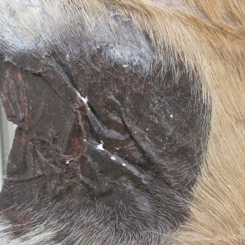 45L x 36-1/4W B-Grade African impala skin, hide - You are buying this one for $49.00