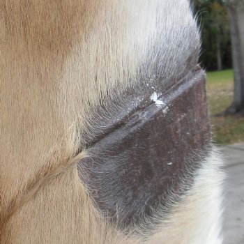 45L x 36-1/4W B-Grade African impala skin, hide - You are buying this one for $49.00