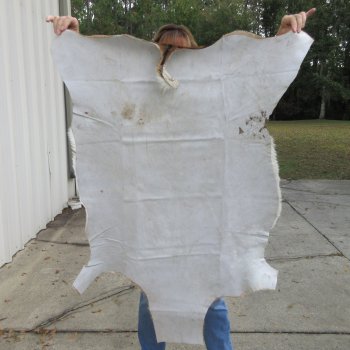 45L x 36-1/4W B-Grade African impala skin, hide - You are buying this one for $49.00