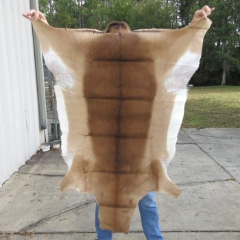 49L x 38W B-Grade African impala skin, hide - You are buying this one for $49.00