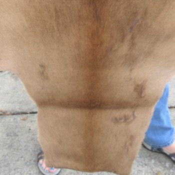 49L x 38W B-Grade African impala skin, hide - You are buying this one for $49.00