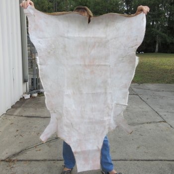 49L x 38W B-Grade African impala skin, hide - You are buying this one for $49.00