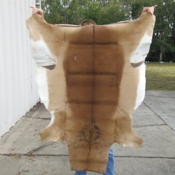 53L x 39W B-Grade African impala skin, hide - You are buying this one for $49.00